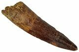 Fossil Spinosaurus Tooth - Real Dinosaur Tooth #360132-1